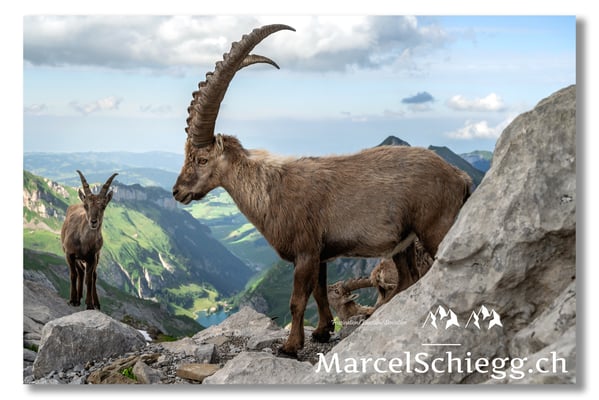 Steinbock/Alpstein Art.-Nr. MZ7-8861