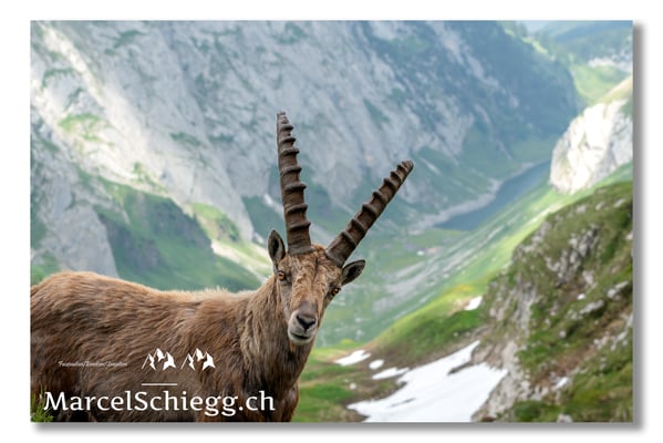 Steinbock/Alpstein Art.-Nr. MS5-4213