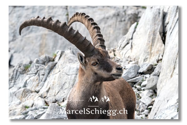 Steinbock/Alpstein Art.-Nr. MS5-3942