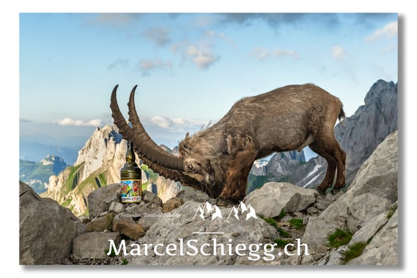 Steinbock/Alpstein Art.-Nr. MZ7-4075