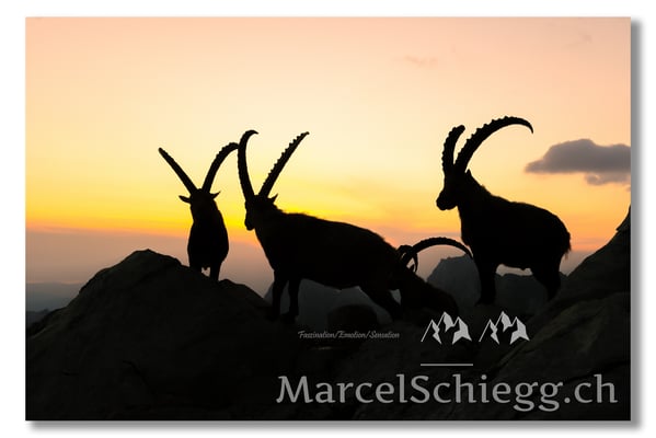 Steinbock/Alpstein Art.-Nr. MZ7-0738