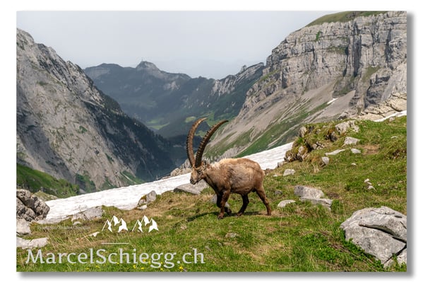 Marcel Schiegg, Marcel Schiegg Fotografie, Alpensteinbock, Steinbock, Wildtiere