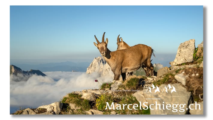 Steingeiss/Alpstein Art.-Nr. MZ7-0429/21