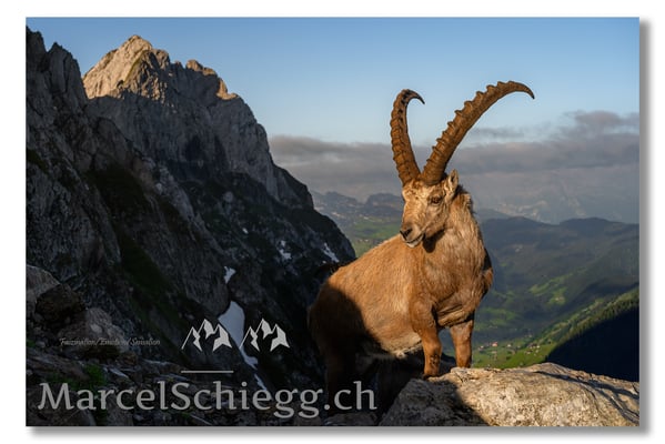 Steinbock/Alpstein Art.-Nr. MZ7-2841