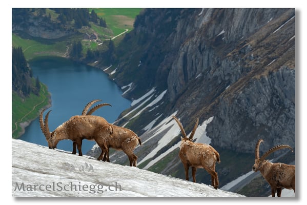 Marcel Schiegg, Marcel Schiegg Fotografie, Alpensteinbock, Steinbock, Wildtiere