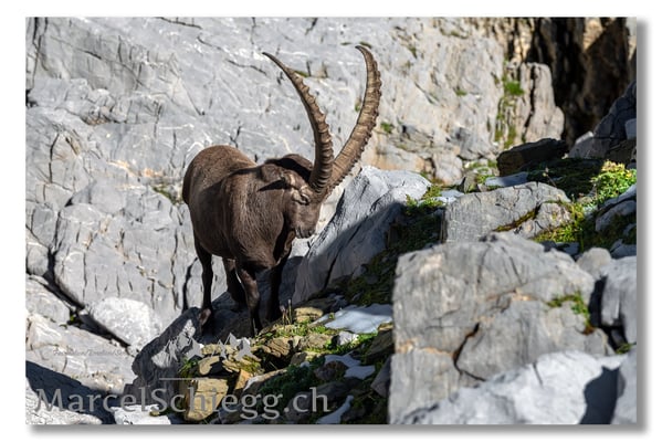 Steinbock/Alpstein Art.-Nr. MZ7-8030
