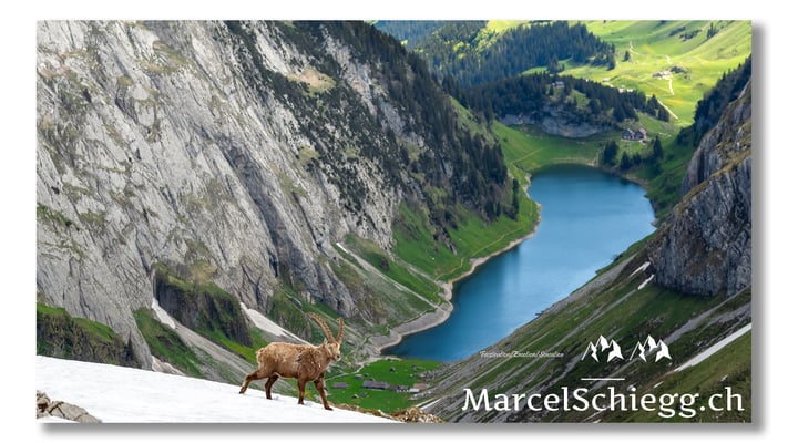 Steinbock/Alpstein Art.-Nr. 24MZ7-0016