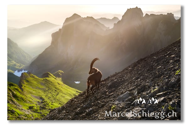 Marcel Schiegg, Marcel Schiegg Fotografie, Alpensteinbock, Steinbock, Wildtiere