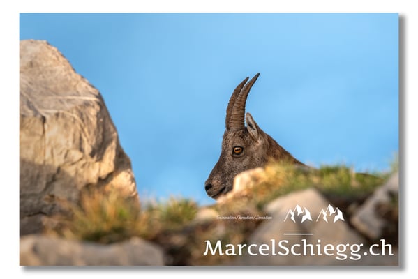 Steingeiss/Alpstein Art.-Nr. MS5-3717/21