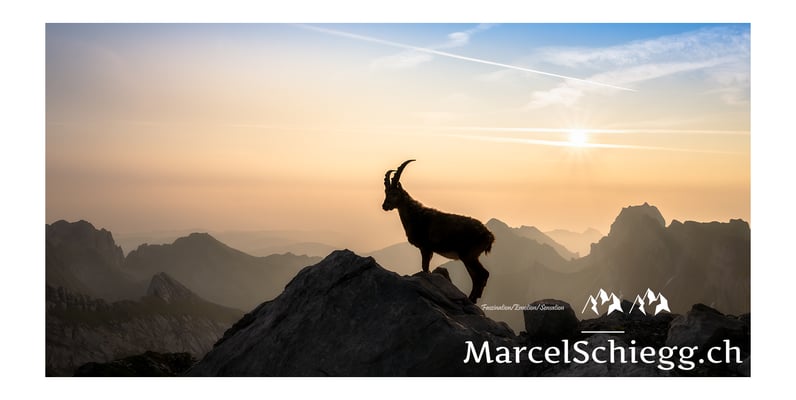Marcel Schiegg, Marcel Schiegg Fotografie, Alpensteinbock, Steinbock, Wildtiere, Alpstein