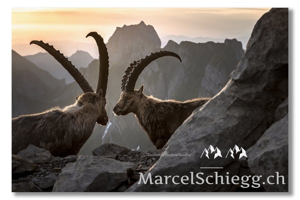 Steinbock/Alpstein Art.-Nr. MZ7-0890