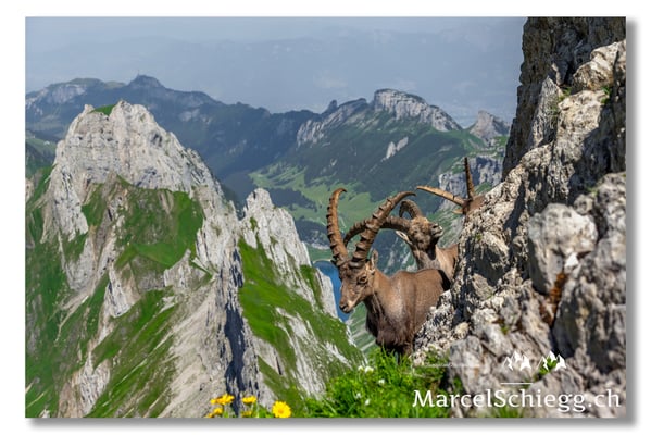 Marcel Schiegg, Marcel Schiegg Fotografie, Alpensteinbock, Steinbock, Wildtiere