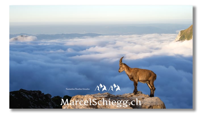 Steinbock/Alpstein Art.-Nr. MZ7-0491/21