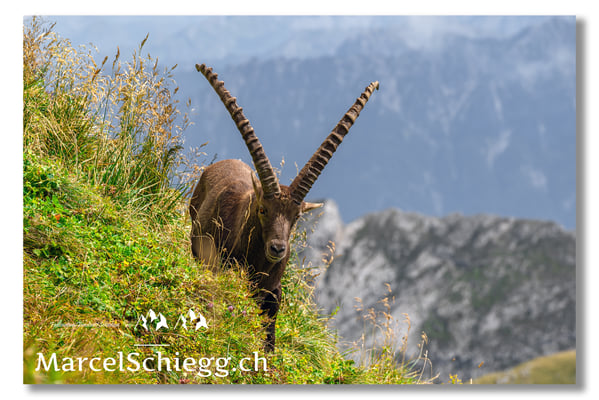 Marcel Schiegg, Marcel Schiegg Fotografie, Alpensteinbock, Steinbock, Wildtiere