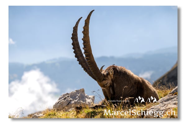 Marcel Schiegg, Marcel Schiegg Fotografie, Alpensteinbock, Steinbock, Wildtiere, Alpstein