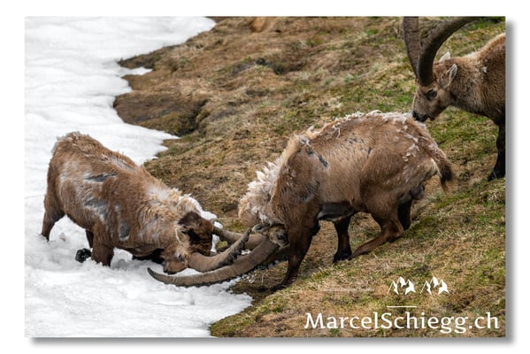 Steinbock/Alpstein Art.-Nr. MZ8-2594/25