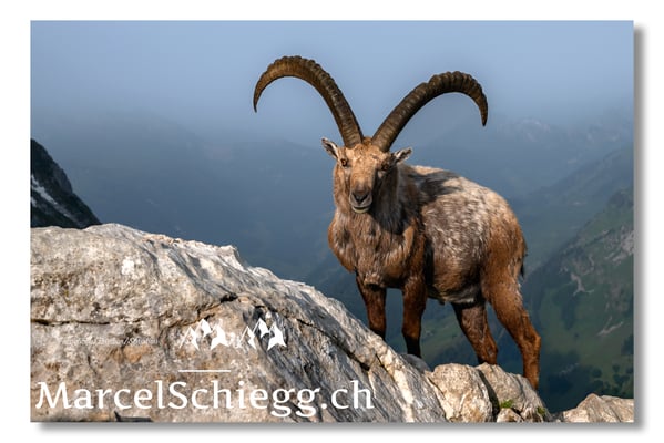 Marcel Schiegg, Marcel Schiegg Fotografie, Alpensteinbock, Steinbock, Wildtiere, Alpstein