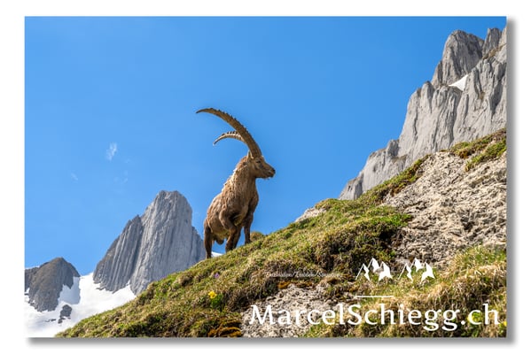 Steinbock/Alpstein Art.-Nr. MZ7-2027/22