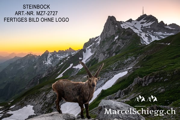 Marcel Schiegg, Alpensteinbock, Steinbock, Steinböcke