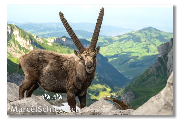 Steinbock/Alpstein Art.-Nr. MZ7-8830