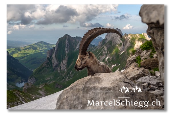 Marcel Schiegg, Marcel Schiegg Fotografie, Berggasthaus Rotsteinpass, Alpensteinbock, Steinbock, Alpstein