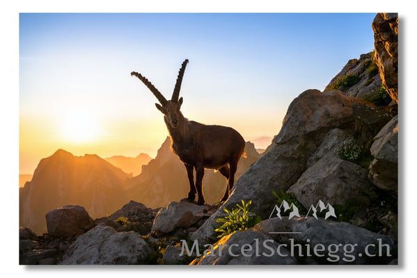 Marcel Schiegg, Marcel Schiegg Fotografie, Alpensteinbock, Steinbock, Wildtiere, Alpstein