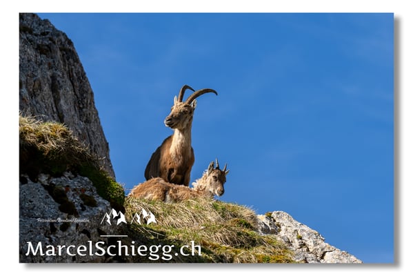 Marcel Schiegg, Marcel Schiegg Fotografie, Alpensteinbock, Steinbock, Wildtiere, Alpstein