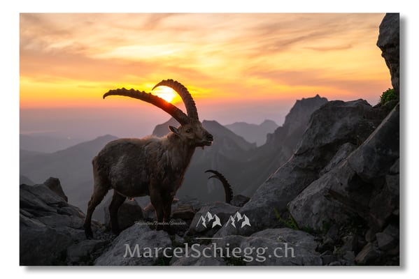 Marcel Schiegg, Marcel Schiegg Fotografie, Alpensteinbock, Steinbock, Wildtiere, Alpstein, Sonnenaufgang