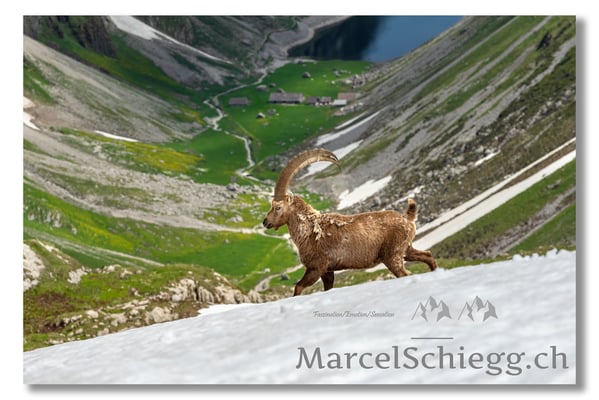 Steinbock/Alpstein Art.-Nr. MZ7-0073