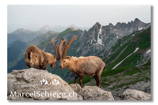 Marcel Schiegg, Marcel Schiegg Fotografie, Berggasthaus Rotsteinpass, Alpensteinbock, Steinbock, Alpstein