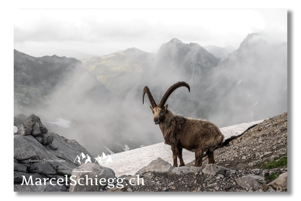 Steinbock/Alpstein Art.-Nr. 21MZ7-9298