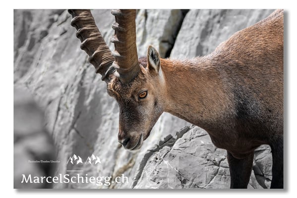 Steinbock/Alpstein Art.-Nr. MS5-3935