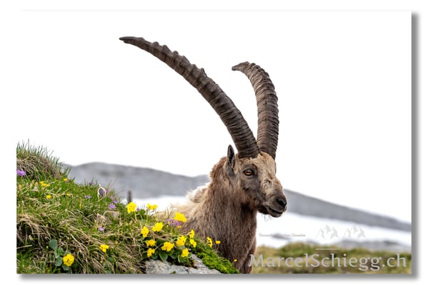 Steinbock/Alpstein Art.-Nr. MS5-3109