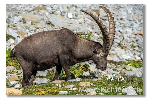 Steinbock/Alpstein Art.-Nr. MZ7-8741