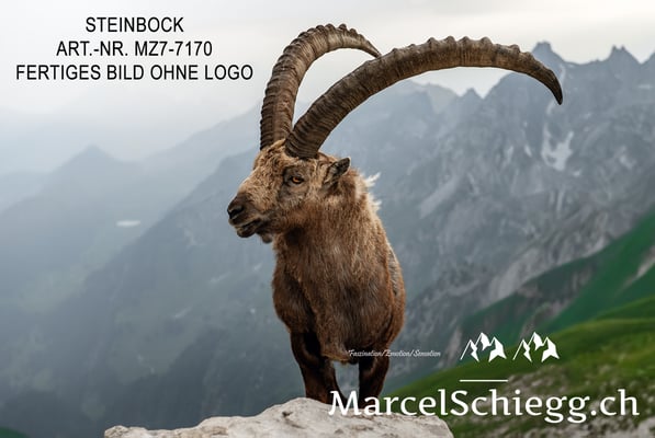 Marcel Schiegg, Alpensteinbock, Steinbock, Steinböcke