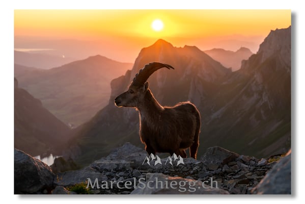 Marcel Schiegg, Marcel Schiegg Fotografie, Alpensteinbock, Steinbock, Wildtiere, Alpstein