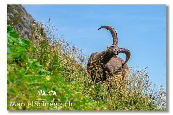 Marcel Schiegg, Marcel Schiegg Fotografie, Alpensteinbock, Steinbock, Wildtiere