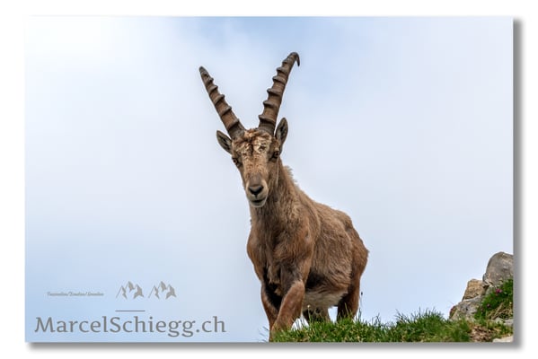 Steinbock/Alpstein Art.-Nr. MS5-2509