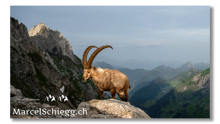 Steinbock/Alpstein Art.-Nr. MZ7-3172/22