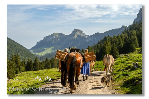 Marcel Schiegg Fotografie, Tradition, Brauchtum, Alpfahrt, Oeberefahre, Appenzell, Appenzellerland, Öberefahre, Alpstein, Hoher Kasten