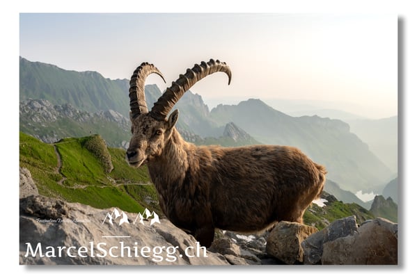 Marcel Schiegg, Marcel Schiegg Fotografie, Alpensteinbock, Steinbock, Wildtiere, Alpstein