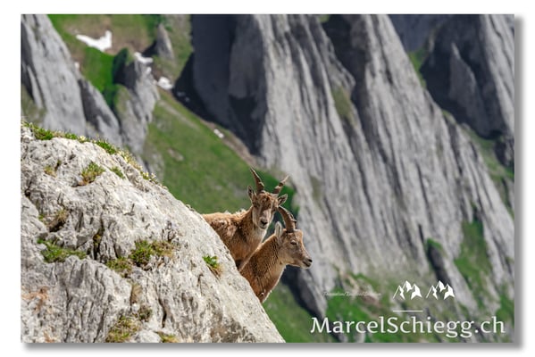 Steinbock/Alpstein Art.-Nr. MS5-5184