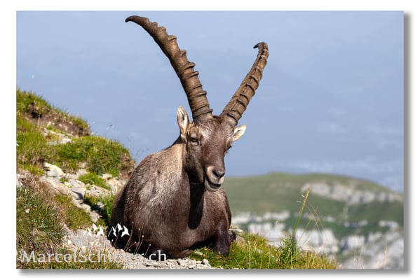 Marcel Schiegg, Marcel Schiegg Fotografie, Alpensteinbock, Steinbock, Wildtiere