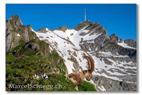 Marcel Schiegg, Marcel Schiegg Fotografie, Alpensteinbock, Steinbock, Wildtiere, Säntis