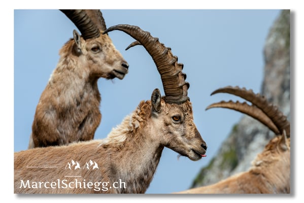 Steinbock/Alpstein Art.-Nr. MS8-1429