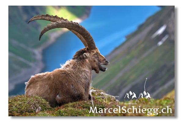Marcel Schiegg, Marcel Schiegg Fotografie, Alpensteinbock, Steinbock, Wildtiere, Alpstein
