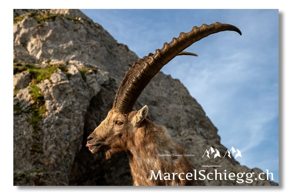 Marcel Schiegg, Marcel Schiegg Fotografie, Alpensteinbock, Steinbock, Wildtiere, Alpstein