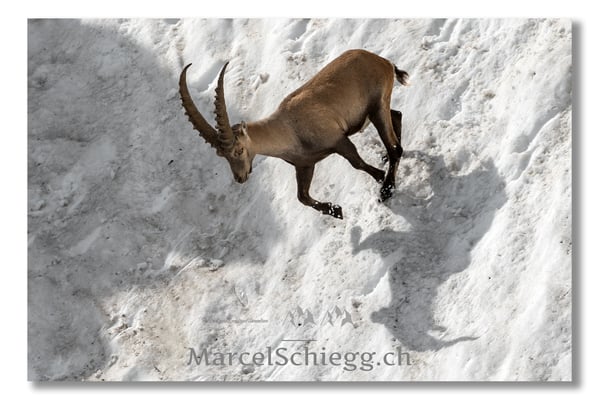 Steinbock/Alpstein Art.-Nr. MS5-3981