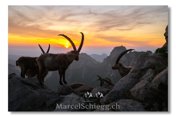 Marcel Schiegg, Marcel Schiegg Fotografie, Alpensteinbock, Steinbock, Wildtiere, Alpstein