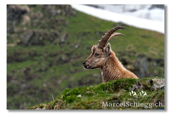 Marcel Schiegg, Marcel Schiegg Fotografie, Alpensteinbock, Steinbock, Wildtiere
